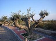 Große Neubauvilla mit Swimmingpool in Alicante Dream Homes Hondon