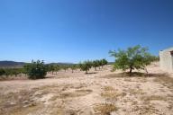 Country house with 100.000M2 olives and Almonds in Alicante Dream Homes Hondon