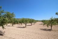 Maison de campagne avec 100.000M2 d'olives et d'amandes in Alicante Dream Homes Hondon