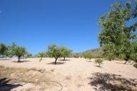 Country house with 100.000M2 olives and Almonds in Alicante Dream Homes Hondon