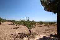 Landhuis met 100.000M2 olijven en amandelen in Alicante Dream Homes Hondon