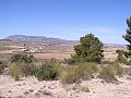 Building land in Pinoso in Alicante Dream Homes Hondon