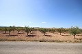 Building plot of land with almond trees in Alicante Dream Homes Hondon