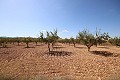 Building plot of land with almond trees in Alicante Dream Homes Hondon