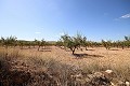 Terreno edificable con almendros in Alicante Dream Homes Hondon