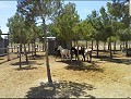 Large Stable complex - suitable to go with 13415 in Alicante Dream Homes Hondon