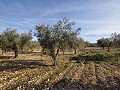 15 000 m2 de terrain constructible à Salinas avec eau - fermeture électrique in Alicante Dream Homes Hondon