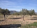 15 000 m2 de terrain constructible à Salinas avec eau - fermeture électrique in Alicante Dream Homes Hondon