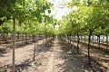 Großes Landhaus mit Marmorgeschäft und Weinplantage in Alicante Dream Homes Hondon