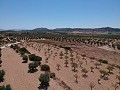 Terrain à bâtir avec eau, électricité et arbres in Alicante Dream Homes Hondon