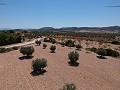 Baugrundstück mit Wasser, Strom und Bäumen in Alicante Dream Homes Hondon