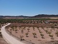 Terrain à bâtir avec eau, électricité et arbres in Alicante Dream Homes Hondon