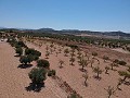 Terrain à bâtir avec eau, électricité et arbres in Alicante Dream Homes Hondon