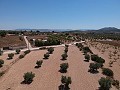 Solar edificable con agua, luz y árboles in Alicante Dream Homes Hondon