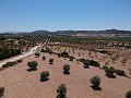 Baugrundstück mit Wasser, Strom und Bäumen in Alicante Dream Homes Hondon