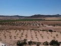 Terrain à bâtir avec eau, électricité et arbres in Alicante Dream Homes Hondon