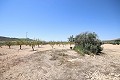 Building plot with water, electricity and trees in Alicante Dream Homes Hondon