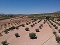 Baugrundstück mit Wasser, Strom und Bäumen in Alicante Dream Homes Hondon