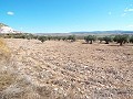 10,500m2 Plot of Land with mains water in Alicante Dream Homes Hondon