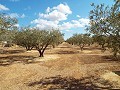 Huis in Caudete om te bouwen, Albacete in Alicante Dream Homes Hondon