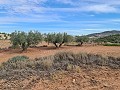 Terreno en Pinoso in Alicante Dream Homes Hondon