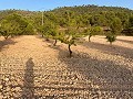 Parcela de terreno con impresionantes vistas in Alicante Dream Homes Hondon