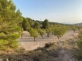 Plot of land with stunning views  in Alicante Dream Homes Hondon