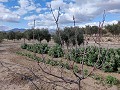 Halfvrijstaand landhuis in La Romana in Alicante Dream Homes Hondon