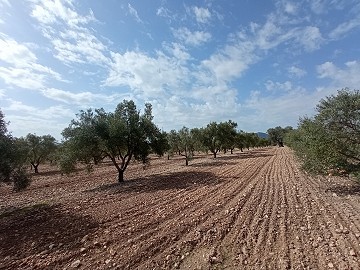 Building Plot in Salinas