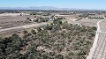 Non building plot of land in Elche with palm trees in Alicante Dream Homes Hondon