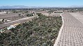 Non building plot of land in Elche with palm trees in Alicante Dream Homes Hondon