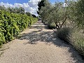 Vrijstaand landhuis in Biar in Alicante Dream Homes Hondon