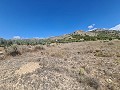 16,200m2 of land in Sax - Santa Eulalia in Alicante Dream Homes Hondon