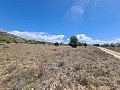 16,200m2 of land in Sax - Santa Eulalia in Alicante Dream Homes Hondon