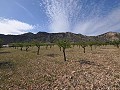 Legal Building Plot with mains water and electric in Salinas close to Sax in Alicante Dream Homes Hondon