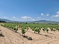 2 Parcelles à Salinas avec eau et électricité in Alicante Dream Homes Hondon