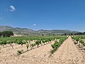 2 Parcelles à Salinas avec eau et électricité in Alicante Dream Homes Hondon