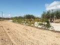 Großes Landhaus, Stadt zu Fuß erreichbar in Alicante Dream Homes Hondon