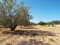 Grande maison de campagne, à distance de marche de la ville in Alicante Dream Homes Hondon