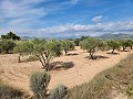 Terrain à Sax avec eau et petite maison in Alicante Dream Homes Hondon