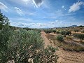 Terrain à Sax avec eau et petite maison in Alicante Dream Homes Hondon