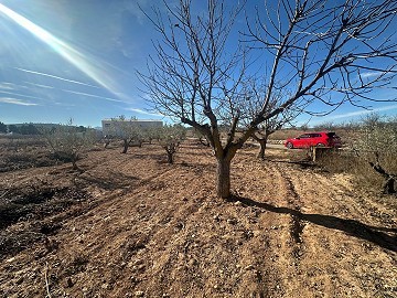 Geen Bouwgrond in Rodriguillo, Pinoso