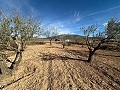 Geen Bouwgrond in Rodriguillo, Pinoso in Alicante Dream Homes Hondon