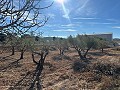 Terrain à Bâtir à Rodriguillo, Pinoso in Alicante Dream Homes Hondon