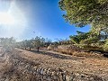 Enorme casa en el campo con parcelas en Pinoso in Alicante Dream Homes Hondon