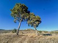 Enorme casa en el campo con parcelas en Pinoso in Alicante Dream Homes Hondon