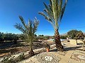 Belle bastide avec piscine à Agost in Alicante Dream Homes Hondon