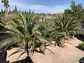 Villa mit 3 Schlafzimmern und 2 Bädern. Gehen Sie in die Stadt Novelda in Alicante Dream Homes Hondon