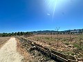 5000 square meter plot with incredible views in Yecla in Alicante Dream Homes Hondon