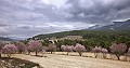 Finca mit 7 Schlafzimmern und 8 Bädern in Alcoy in Alicante Dream Homes Hondon